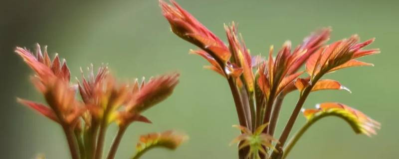 香椿上火还是去火（香椿是上火的还是去火的是发物吗）