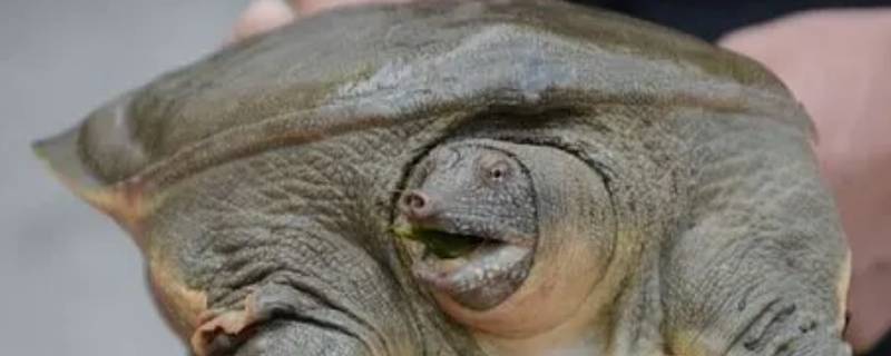 甲鱼多少钱一斤市场价2022 人工养殖甲鱼多少钱一斤市场价2022