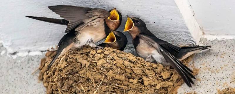 捣了燕子窝怎么解救 捅了燕子窝怎么补救