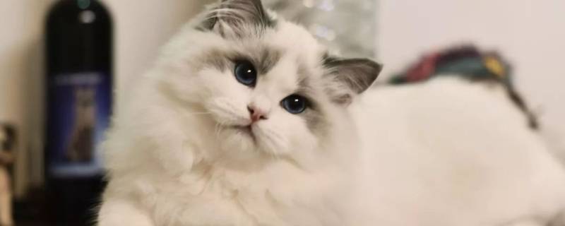 猫能吃虾片零食吗(猫猫可以吃虾片吗)