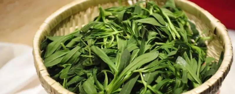 面条菜包饺子用焯水吗 面条菜包饺子用焯水吗视频