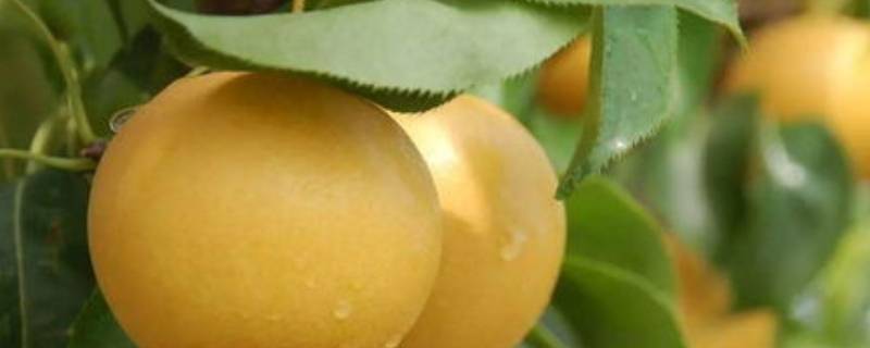 丰水梨和黄花梨的区别（丰水梨和黄金梨的区别）