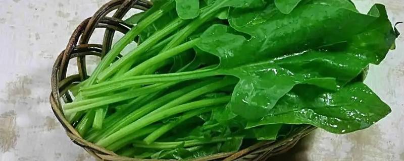 含有草酸盐的食物有哪些（那些食物含草酸盐）