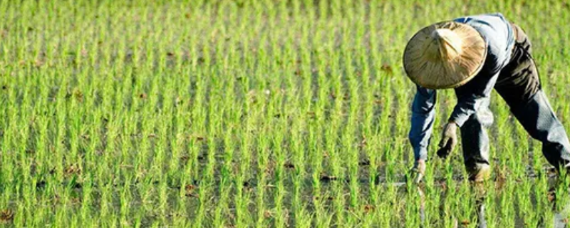 压茬交替什么意思 压茬指的是