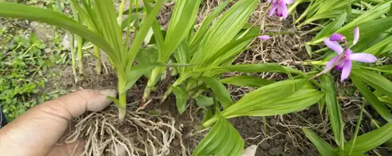 白芨画符有什么作用（白芨朱砂画符）