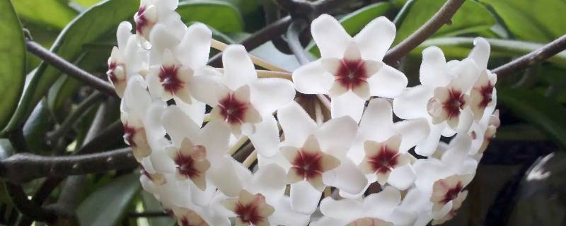 球兰开花以后有种子吗 球兰开花以后有种子吗