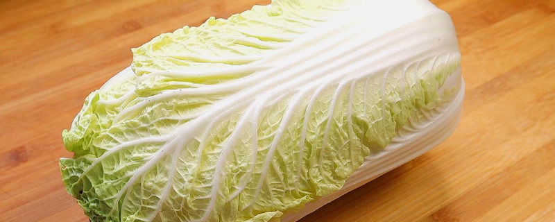 聊城市什么时间种白菜（聊城市什么时间种白菜好）