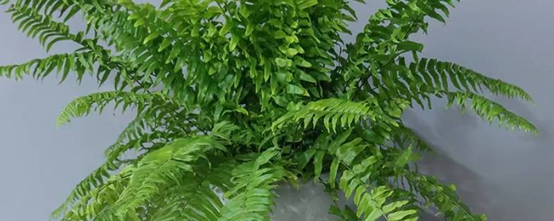 霸王蕨和肾蕨的区别 长叶肾蕨和霸王蕨的区别