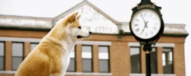 小八犬的故事简介 八犬传故事简介