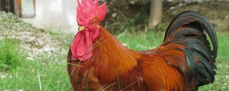 土公鸡鸡拼音 公鸡 拼音