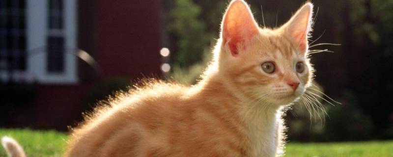 小猫可不可以吃QQ糖（宠物猫能吃qq糖吗）