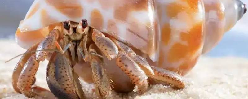 海盐配水浓度不够高寄居蟹（海盐配水浓度不够高寄居蟹能活吗）