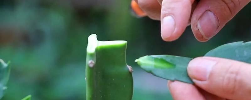 嫁接能使植物优势互补 嫁接能使植物优势互补嘛