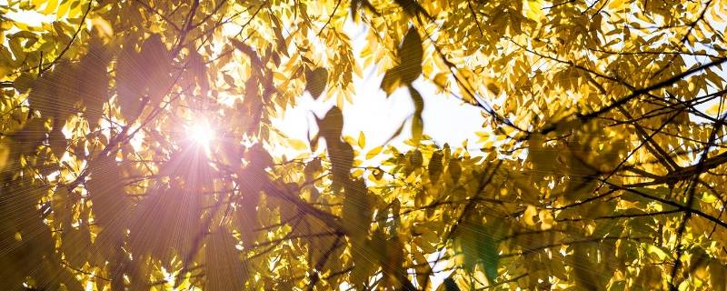 中午阳光成语 中午阳光成语大全