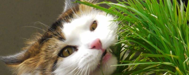 逗猫草是什么植物（逗猫草是什么植物类型）