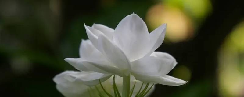 茉莉花芽叶芽区别（茉莉花芽叶芽区别在哪）