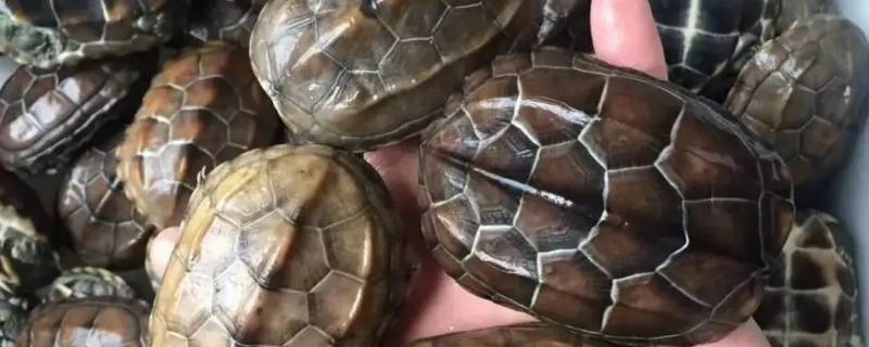 瑕疵龟的定义（瑕疵龟值得买吗）