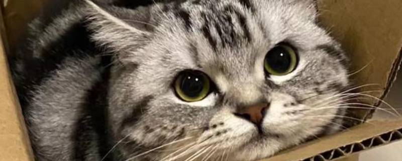 猫咪多久擦一次嘴 猫咪多久擦一次嘴正常