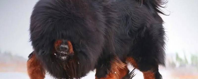 藏獒可以当导盲犬吗 藏獒可以当导盲犬吗