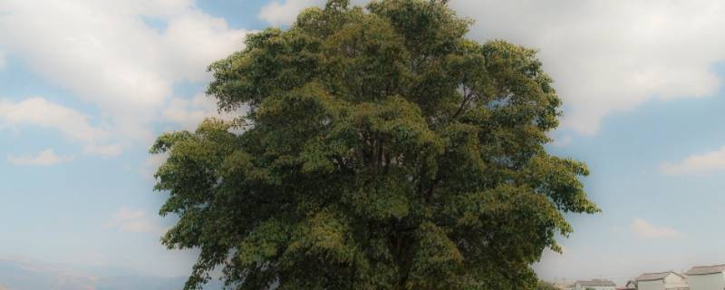 长成参天大树还是花 能长成参天大树的树是什么树?