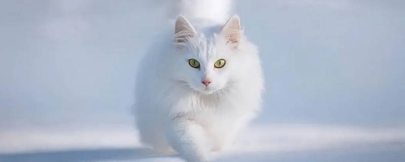 猫癣自己长的吗（猫癣长好了什么样子）