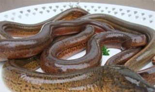 黄鳝吃什么 黄鳝吃什么食物长得大