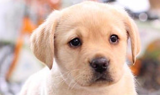 拉布拉多图片（拉布拉多图片幼犬）