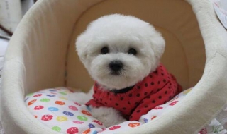 比熊犬图片 比熊犬图片 幼犬