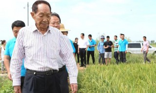 袁隆平的事迹介绍50个字（袁隆平的事迹介绍50个字概括）
