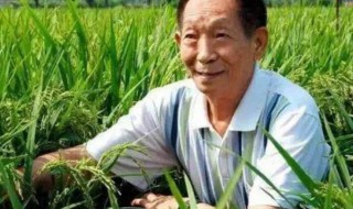 水稻之父简介（水稻之父简介 20字）