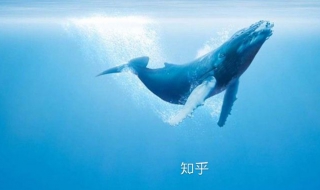 怎么查看我的知乎2018年度总结报告 怎么查看我的知乎2018年度总结报告呢