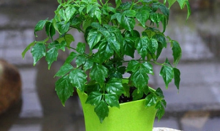 如何救治已经黄叶的富贵树（富贵树黄叶怎么办）