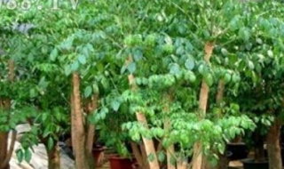 富贵树的养殖方法 富贵树的养殖方法和注意事项