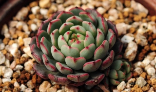 多肉植物怎么养（怎么养多肉植物 新手）