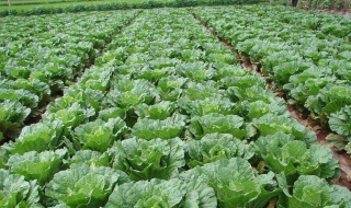 如何做胶州大白菜 如何做胶州大白菜视频