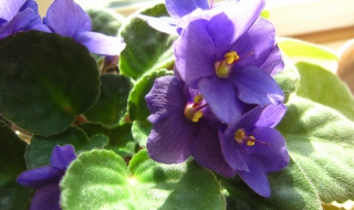 非洲堇怎么施肥 非洲堇土壤配比