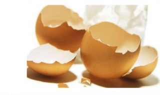 鸡蛋壳的妙用（鸡蛋壳的妙用作文）