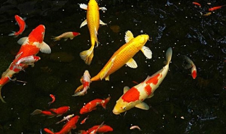 锦鲤都有哪些常见病 锦鲤都有哪些常见病图片