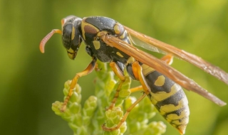 简笔画一只黄蜂 简笔画一只黄蜂的图片
