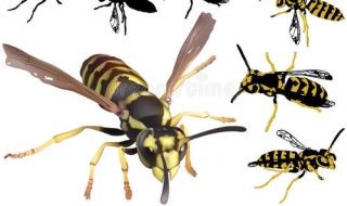 被黄蜂叮咬后怎么处理 被黄蜂叮咬后怎么处理好