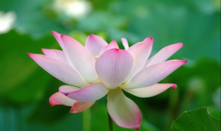 莲花应该怎么养护（莲花应该怎么养护呢）