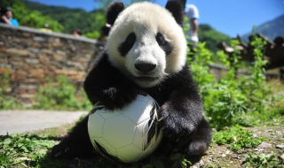 大熊猫的简笔画 大熊猫的简笔画 简单又好看