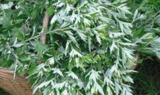 艾叶茶的制作 艾叶茶的制作工艺