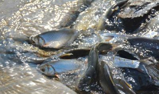 油煎华子鱼 鱼子怎样煎