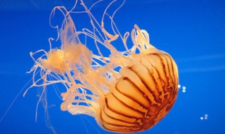 简笔画怎么画水母（简笔画的水母怎么画）