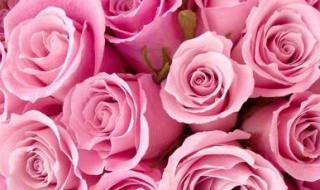 玫瑰花简笔画怎么画（玫瑰花简笔画怎么画教程）