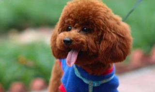 养泰迪需要注意什么（养泰迪需要注意什么细节）