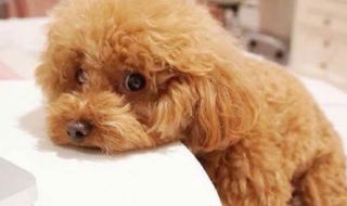 泰迪便秘怎么办 泰迪便秘怎么办快速排便