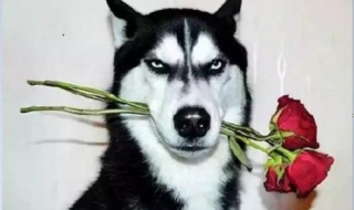 怎么画哈士奇（怎么画哈士奇素描）