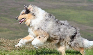 怎么让苏格兰牧羊犬听话（怎么让苏格兰牧羊犬听话呢）